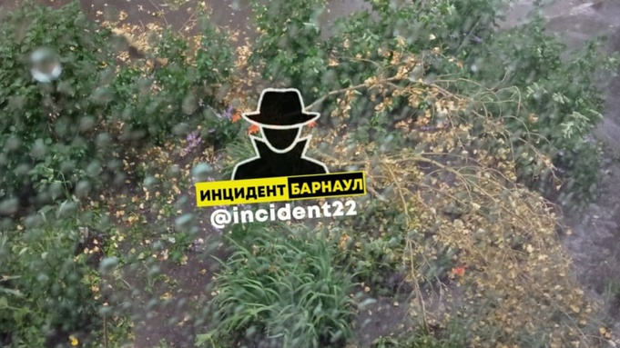 Оторванные ветки на Гущина / Фото: "Инцидент Барнаул"