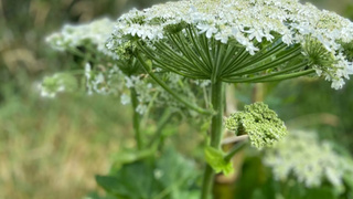 Борщевик / Фото: горбольница № 2 Бийска 