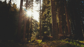 Солнце в лесу / Фото: pxhere.com/ru/photo/404