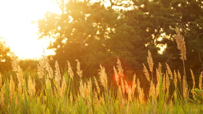 Яркое солнце / Фото: pxhere.com/ru/photo/99464