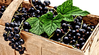 Черная смородина / Фото: pxhere.com/ru/photo/1209514