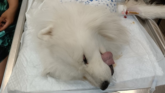 Самоед на операции / Фото: Госветуправление Нижнего Новгорода