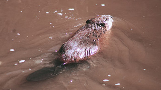 Бобер в воде / Фото: unsplash.com