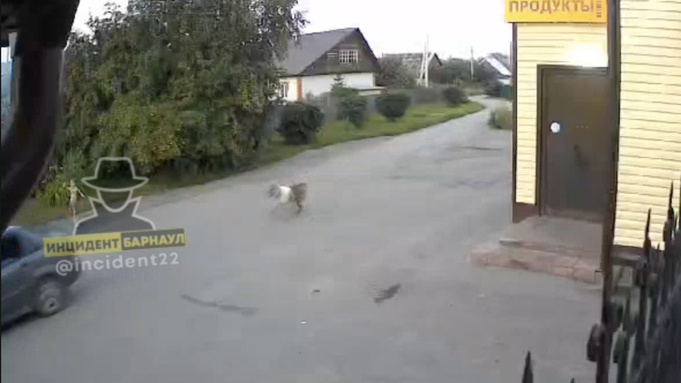 Нападение собаки / Кадр из видео: "Инцидент Барнаул"