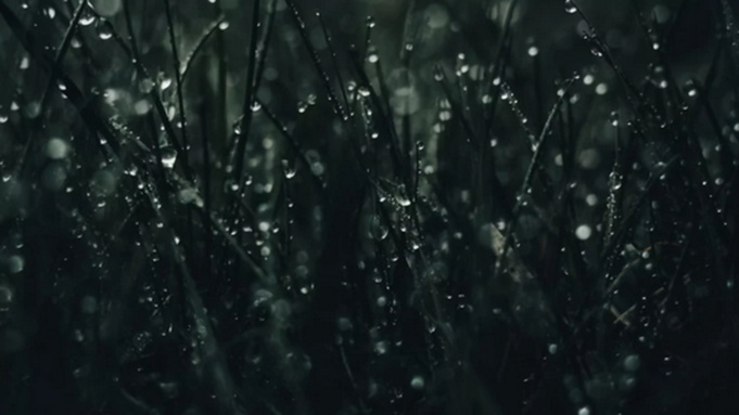 Мокрая трава / Фото: unsplash.com 