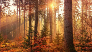 Осенний лес / Фото: unsplash.com 