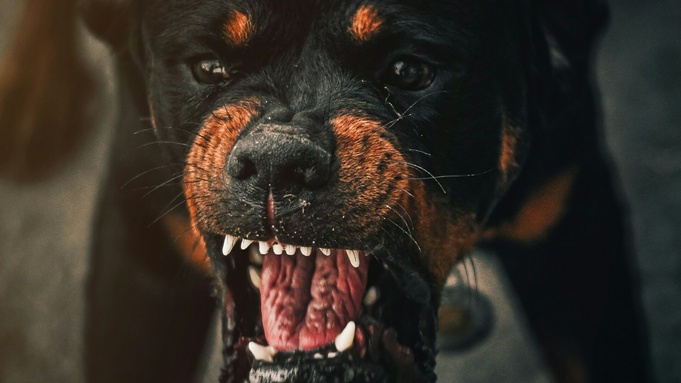 Злая собака. Фото: ARTISTIC FRAMES/unsplash.com