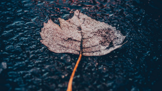 Лист в луже под дождем / Фото: unsplash.com