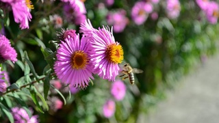 Цветы / Источник фото: unsplash.com