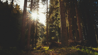 Лес / Фото: pxhere.com/ru/photo/404