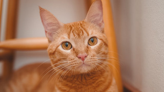 Рыжий кот / Фото иллюстративное / unsplash.com