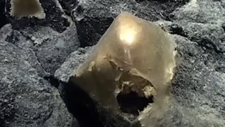 Находка ученых / Кадр из видео   