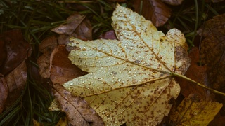 Желтый лист / Фото: unsplash.com 