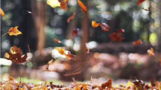 Падающие листья / Фото: unsplash.com