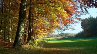 Золотая осень / Фото: unsplash.com / Hermann Wittekopf