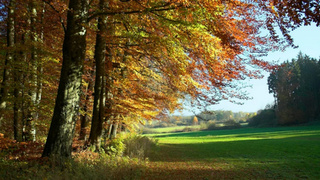 Золотая осень / Фото: unsplash.com