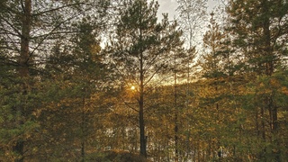 Закат в лесу / Фото: unsplash.com