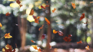 Падающие листья / Фото: unsplash.com