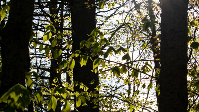 Деревья / Фото: unsplash.com     