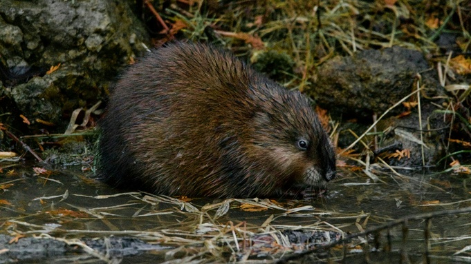 Бобр / Источник фото: unsplash.com