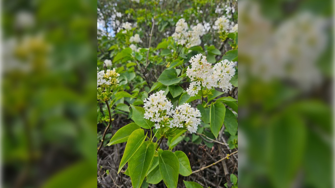 Белая сирень / Фото: Екатерина Иванова / t.me/lisitsaolese