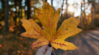 Пожелтевший лист / Фото: unsplash.com