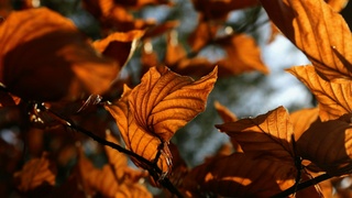 Желтые листья / Фото: unsplash.com