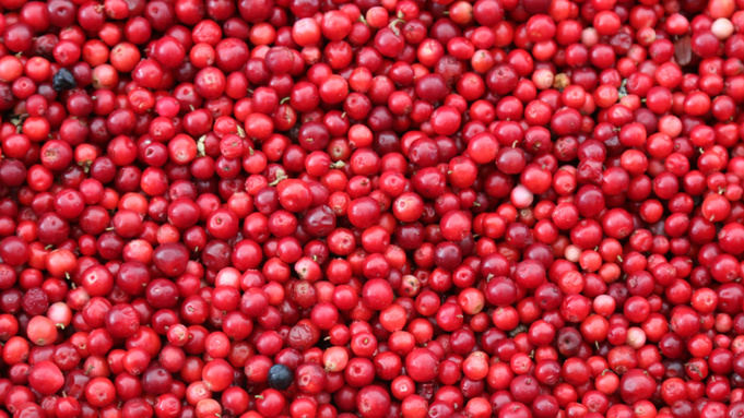 Клюква / Фото: unsplash.com       
