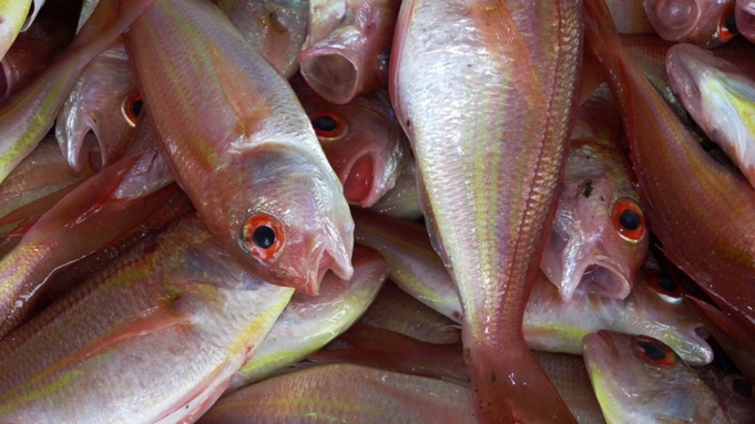 Рыба / Фото: pxhere.com/ru/photo/1244424