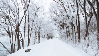 Заснеженная аллея / Фото: unsplash.com