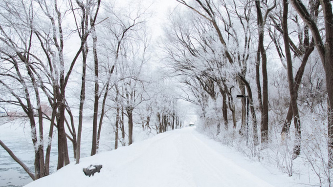 Заснеженная аллея / Фото: unsplash.com