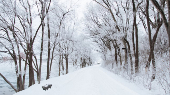 Заснеженная аллея / Фото: unsplash.com