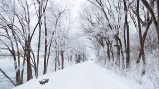 Заснеженная аллея / Фото: unsplash.com