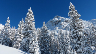 Деревья в снегу / Фото: pxhere.com/ru/photo/1254710