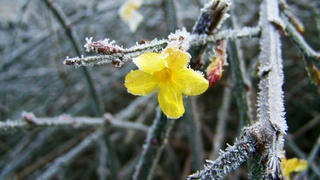 Изморозь / Фото: https://pxhere.com/