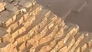 Пес на вершине пирамиды / Кадр из видео