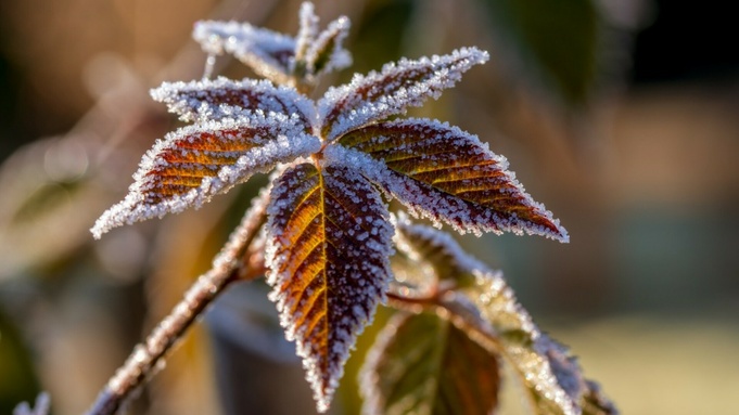 Изморозь / Фото: https://pxhere.com