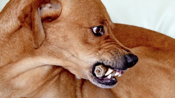 Злая собака / Фото: pxhere.com/ru/photo/624619