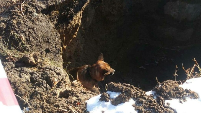 Овчарка в яме / Фото: МЧС России 