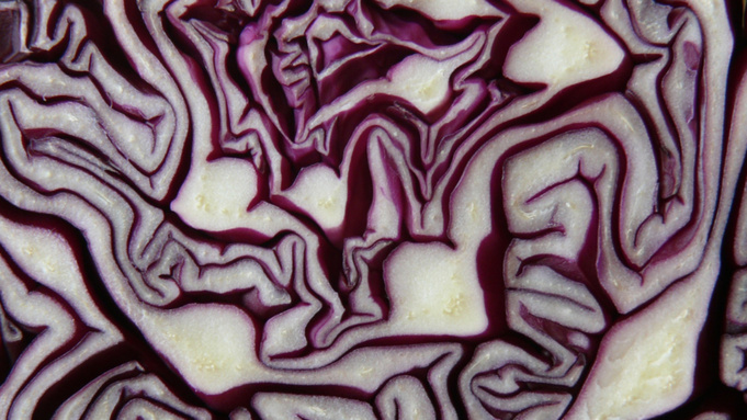 Капуста / Фото: pxhere.com/ru/photo/1240730