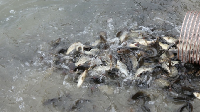 Мальки сазана / Фото: "Росводоканал Барнаул"