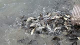 Мальки сазана / Фото: "Росводоканал Барнаул"