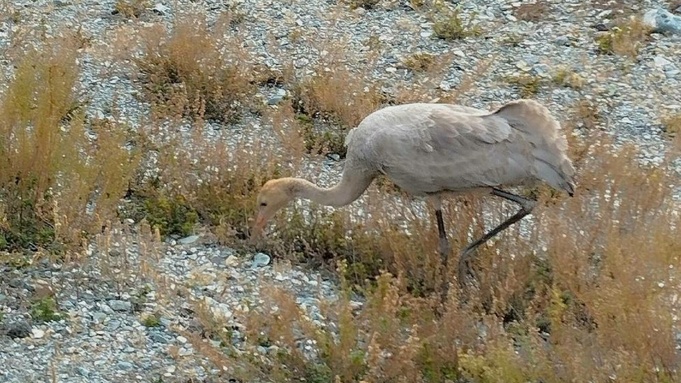 Журавль / Фото: vk.com/altay_birder
