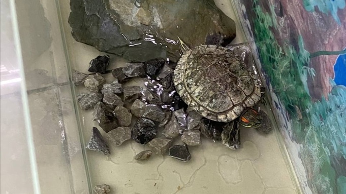 Черепаха / Фото: парк "Изумрудный"