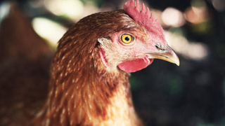 Курица / Фото: pxhere.com/ru/photo/36961