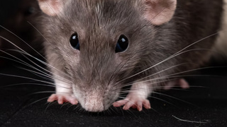 Крыса / Фото: Nikolett Emmert / unsplash.com