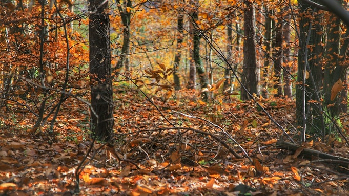 Осенний лес / Фото: Bernd Dittrich / unsplash.com