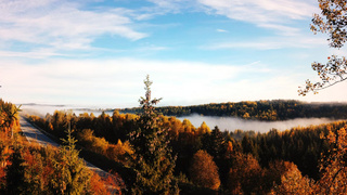 Порыжевший лес / Фото: Ewa Stepkowska