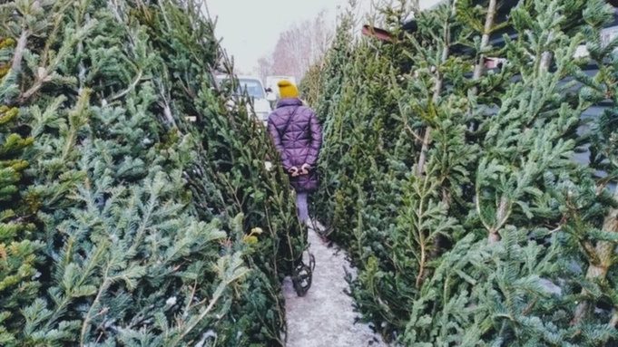 Елочный базар в Барнауле / Фото: Екатерина Смолихина / amic.ru