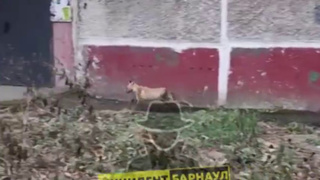 Лиса в Барнауле / Фото: "Инцидент Барнаул"
